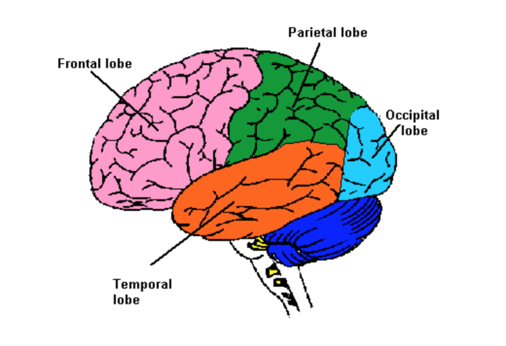 lobes of brain labeled