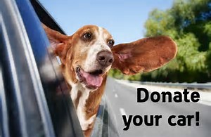 Bassett with head out car window with text Donate Your Car